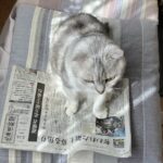 実家滞在二日目：コメダ珈琲と大切な家族（ねこ）のご紹介