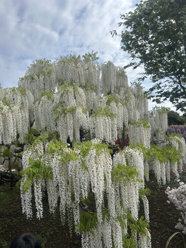 足利フラワーパークの園内で撮影した花の風景