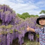 あしかがフラワーパークで見た満開の藤と、夫婦で過ごす贅沢な時間