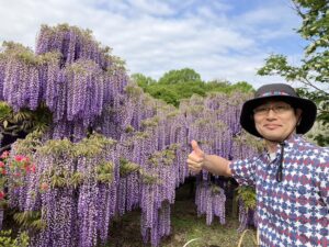あしかがフラワーパークで見た満開の藤と、夫婦で過ごす贅沢な時間