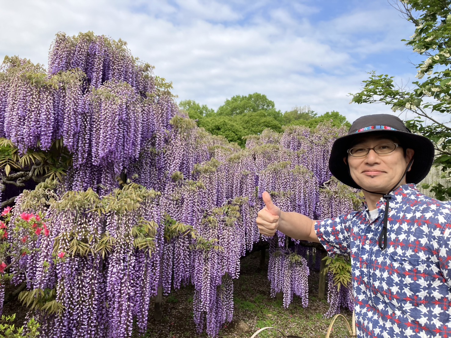 あしかがフラワーパークで見た満開の藤と、夫婦で過ごす贅沢な時間